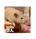 もちおすたんぷ（個別スタンプ：40）