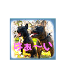 フレンチブル Vertu ＆ Mare（個別スタンプ：7）