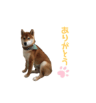 柴犬ヤマト（個別スタンプ：1）