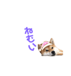 柴犬ヤマト（個別スタンプ：2）