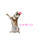 柴犬ヤマト（個別スタンプ：3）