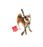 柴犬ヤマト（個別スタンプ：4）