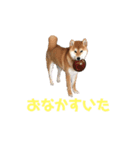 柴犬ヤマト（個別スタンプ：7）