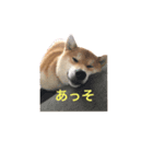 柴犬ヤマト（個別スタンプ：8）