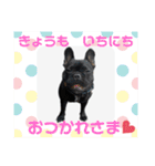 フレブルブリンドル しゃるちゃん（個別スタンプ：5）