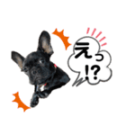 フレブルブリンドル しゃるちゃん（個別スタンプ：8）