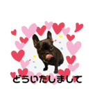 フレブルブリンドル しゃるちゃん（個別スタンプ：11）