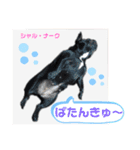 フレブルブリンドル しゃるちゃん（個別スタンプ：12）