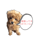 むぎちゃんです！（個別スタンプ：1）
