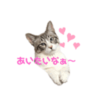 アディにゃん（個別スタンプ：3）