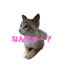 アディにゃん（個別スタンプ：6）