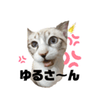 アディにゃん（個別スタンプ：8）