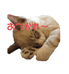 アディにゃん（個別スタンプ：10）