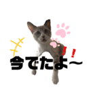 アディにゃん（個別スタンプ：13）
