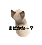 アディにゃん（個別スタンプ：14）