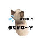 アディにゃん（個別スタンプ：16）