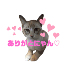 アディにゃん（個別スタンプ：21）