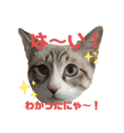 アディにゃん（個別スタンプ：22）