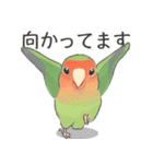 Jiu-Jiu Bird のあいさつ 2（個別スタンプ：32）