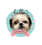 shihzu♡micky（個別スタンプ：1）