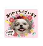 shihzu♡micky（個別スタンプ：3）