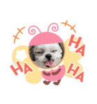 shihzu♡micky（個別スタンプ：5）