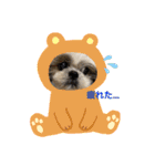 shihzu♡micky（個別スタンプ：10）