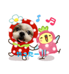 shihzu♡micky（個別スタンプ：13）
