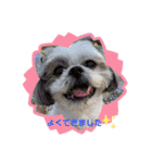 shihzu♡micky（個別スタンプ：14）