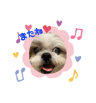 shihzu♡micky（個別スタンプ：16）
