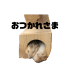 ハムスターのみそとかつ（個別スタンプ：7）