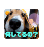のんびりシェルティ（個別スタンプ：2）
