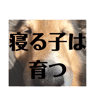 のんびりシェルティ（個別スタンプ：3）
