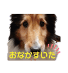 のんびりシェルティ（個別スタンプ：4）