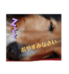 のんびりシェルティ（個別スタンプ：6）