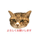 ラン スタンプ（個別スタンプ：1）