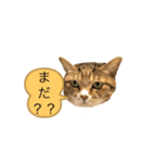 ラン スタンプ（個別スタンプ：7）