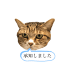 ラン スタンプ（個別スタンプ：8）