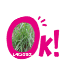 癒しのハーブコレクション Part1（個別スタンプ：10）