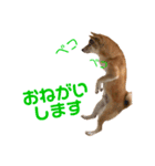 柴犬スタンプ 実写 可愛い（個別スタンプ：1）