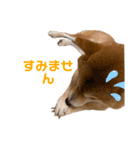 柴犬スタンプ 実写 可愛い（個別スタンプ：2）