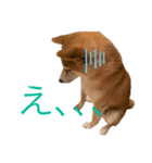 柴犬スタンプ 実写 可愛い（個別スタンプ：3）