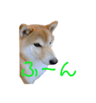 柴犬スタンプ 実写 可愛い（個別スタンプ：4）