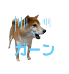 柴犬スタンプ 実写 可愛い（個別スタンプ：5）
