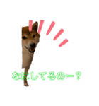 柴犬スタンプ 実写 可愛い（個別スタンプ：6）