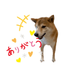 柴犬スタンプ 実写 可愛い（個別スタンプ：7）