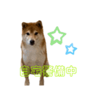 柴犬スタンプ 実写 可愛い（個別スタンプ：8）