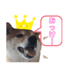 柴犬スタンプ 実写 可愛い（個別スタンプ：9）