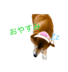 柴犬スタンプ 実写 可愛い（個別スタンプ：11）