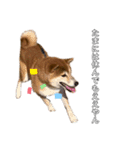 柴犬スタンプ 実写 可愛い（個別スタンプ：12）